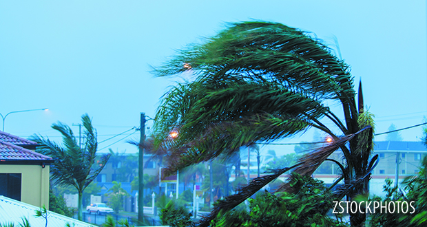 Palm tree in wind